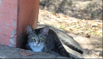 Gatinhos; abandono; maus tratos; animais