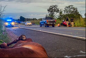 Casal fica gravemente ferido após colidir contra cavalos na BR-343